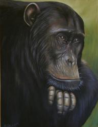 Chimpanzé au pastel 50*70cm